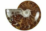 Polished Cretaceous Ammonite (Cleoniceras) Fossil - Madagascar #312205-1